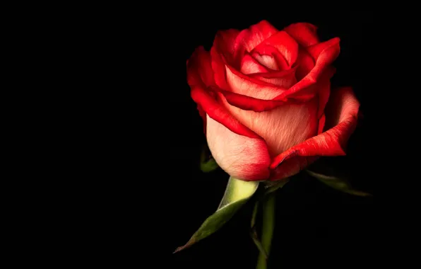 Flower, rose, petals, Bud, black background, red, one