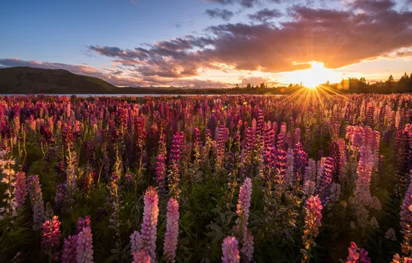 Field, summer, the sky, the sun, clouds, rays, light, sunset