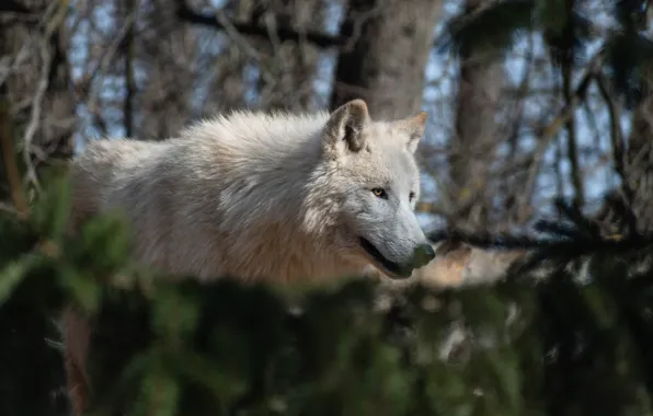 Forest, white, look, light, branches, wolf, needles, bokeh