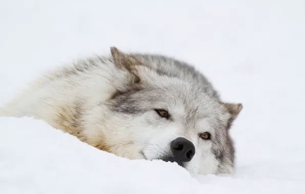 Picture winter, face, snow, stay, wolf