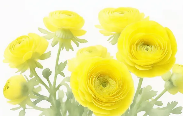 Flower, flowers, yellow, green, green, tenderness, figure, plant