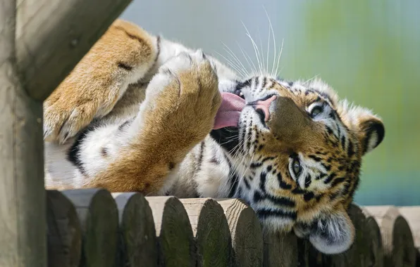 Language, cat, washing, the Amur tiger, ©Tambako The Jaguar