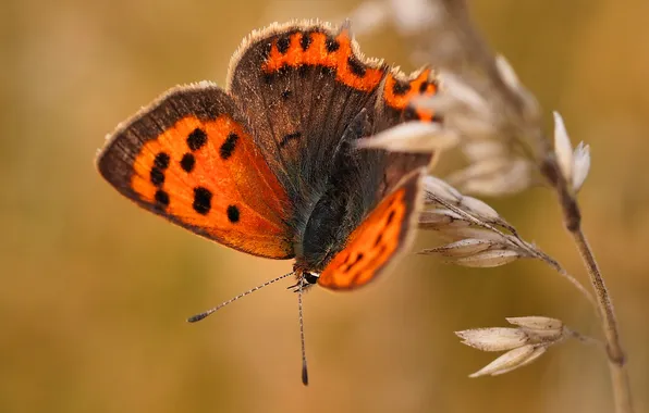 Pattern, butterfly, plant, wings, moth