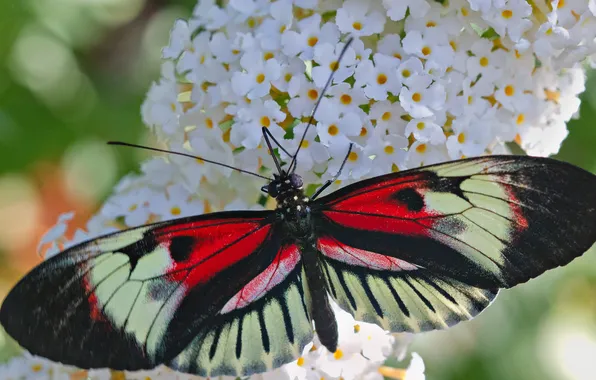 Flower, pattern, butterfly, plant, wings, insect, moth