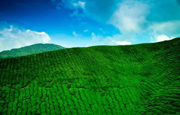 Picture the sky, clouds, mountains, blue, tea, green, plantation