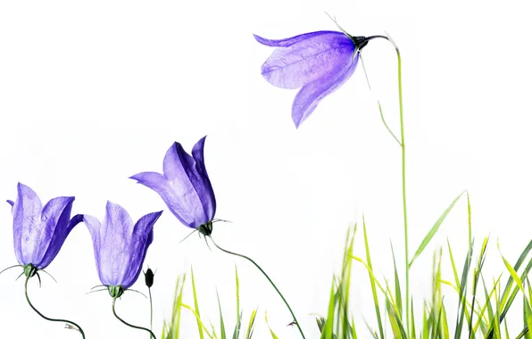White, background, bells, lilac