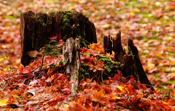 Autumn, leaves, nature, stump, yellow, dry, trash