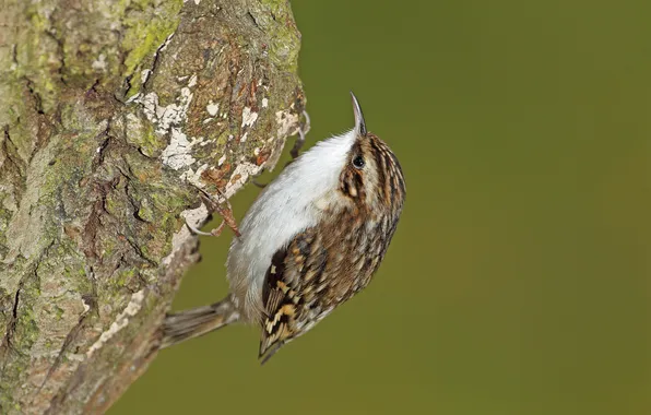 Trees, nature, bird, focus, tail