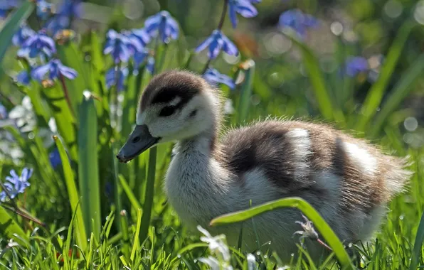 Picture flowers, duck, duck, chick