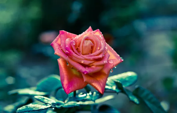 Picture leaves, drops, flowers, rose, focus, petals, stem, flowers