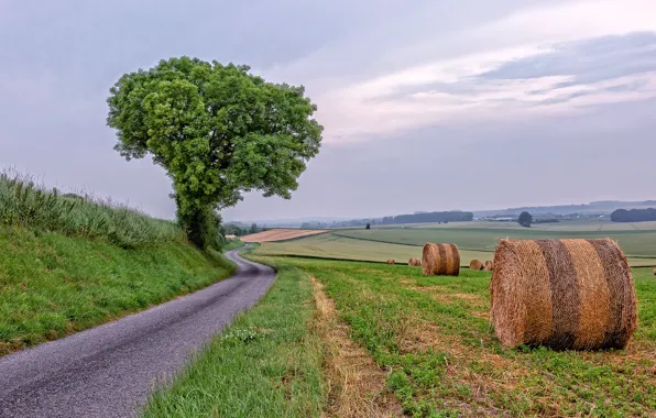 Picture road, tree, hay