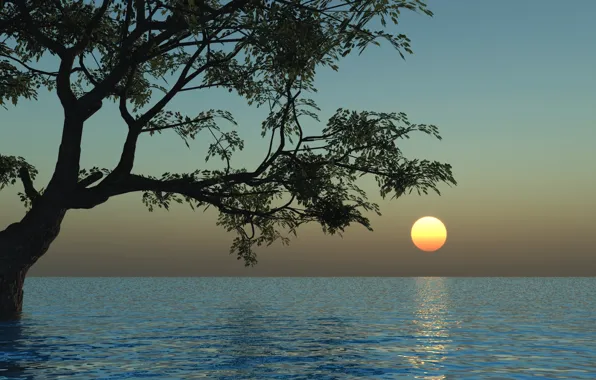 Water, the sun, trees, sunset, nature