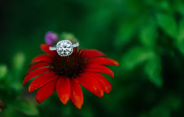 Flower, stone, ring, red, Echinacea
