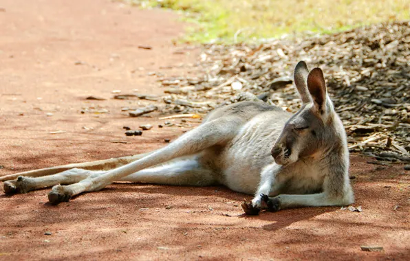 Face, light, pose, stay, glade, sleep, paws, kangaroo