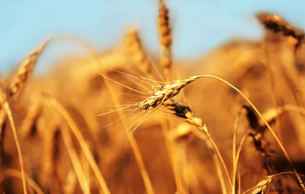 Picture wheat, field, ear, bread