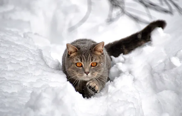 Picture winter, cat, snow, hunting