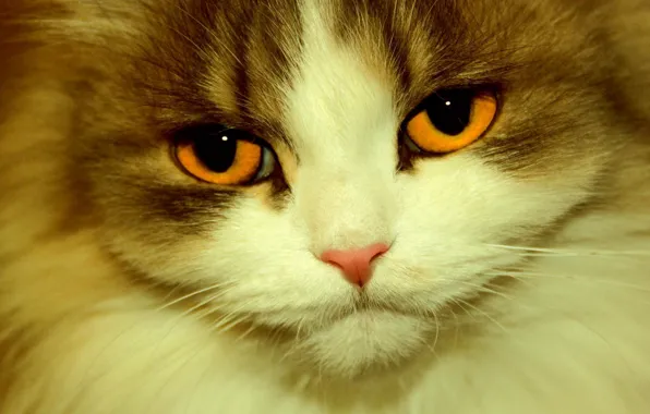 Close-up, fluffy, Kote, orange eyes
