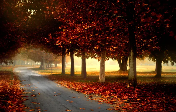 Road, autumn, forest, leaves, trees, nature, Park, colors