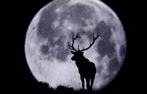 Picture the moon, deer, silhouette, horns, black and white