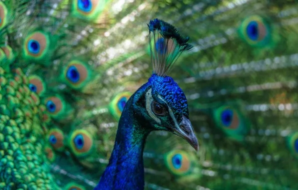 Bird, portrait, tail, peacock