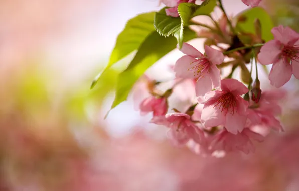Picture leaves, flowers, nature, cherry, branch, spring, flowering