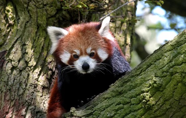 Tree, animal, blur, mammal, Red Panda, Red Panda