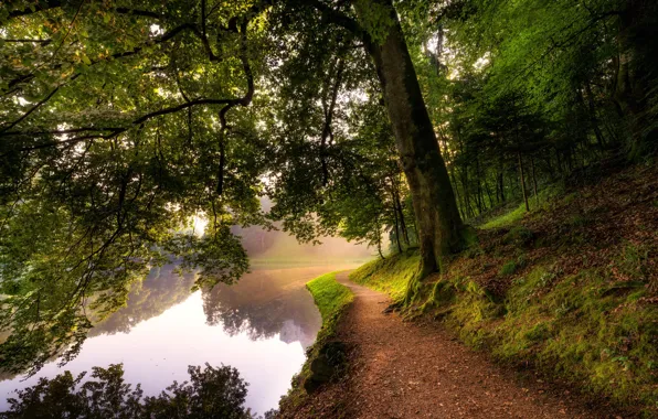 Picture forest, trees, river, moss, trail