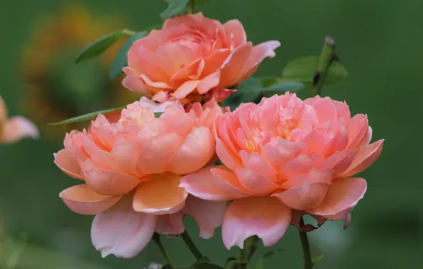 Roses, petals, peach