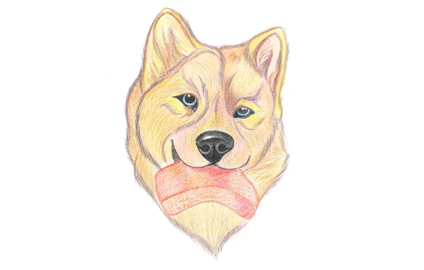 Food, dog, pencil drawing
