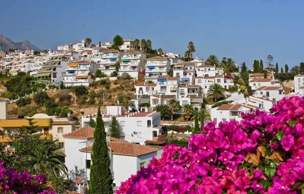 The sky, flowers, nature, city, the city, palm trees, home, Spain