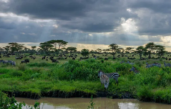 Zebra, Africa, Tanzania, Serengeti national Park
