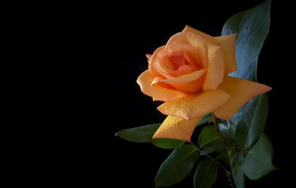 Wallpaper orange, roses, flowers, leaves, black background, stem