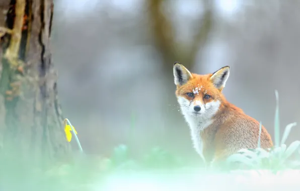Flower, look, nature, fog, background, tree, spring, muzzle
