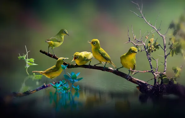 Leaves, water, birds, branches, nature, green, bokeh, the white-eye