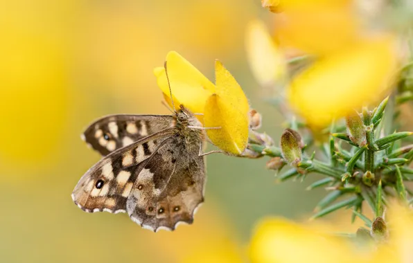 Picture macro, flowers, yellow, background, butterfly, insect
