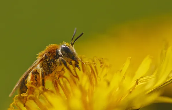 Flower, yellow, nectar, bee, pollen