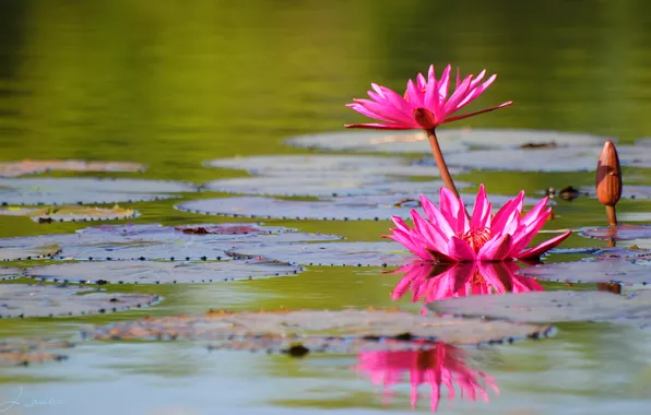 Picture NATURE, PINK, POND, LAKE, LILY