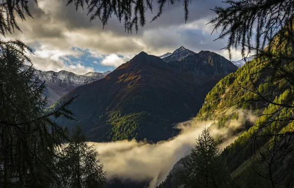 Wallpaper Alps, light, mountains, fog, trees, tops, needles, view