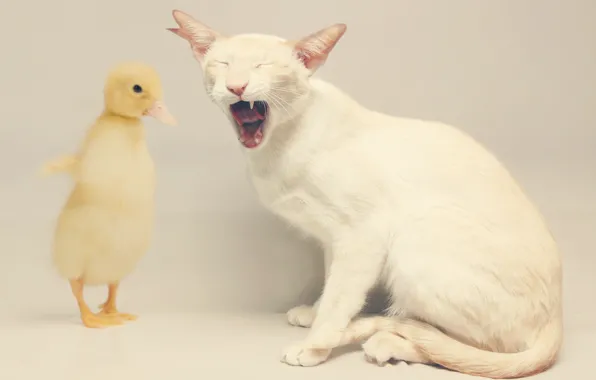 Picture cat, mouth, duck