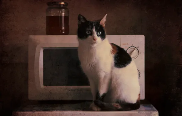 Cat, cat, look, background, treatment, kitchen, Bank, oven