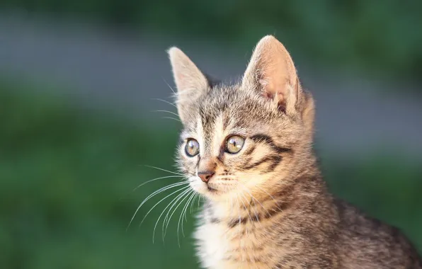 Portrait, baby, kitty