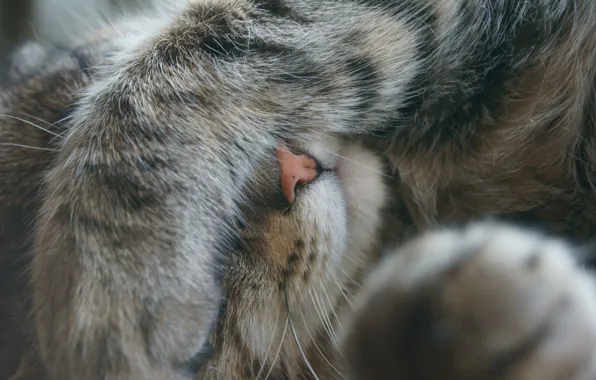 Cat, mustache, legs, nose