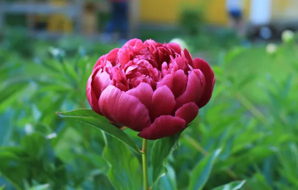 Picture summer, Bud, harvest, peony, cottage, solo