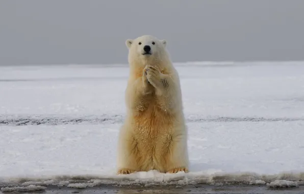 Bear, snow, animal, polar bear, wildlife, arctic