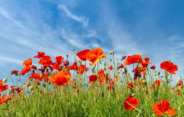 Picture greens, field, summer, the sky, clouds, flowers, red, nature