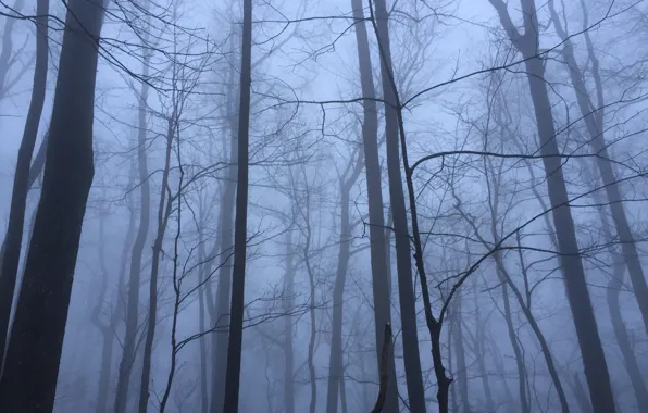 Forest, trees, nature, fog