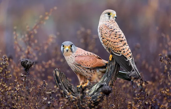 Picture birds, snag, Falcon, a couple, Kestrel