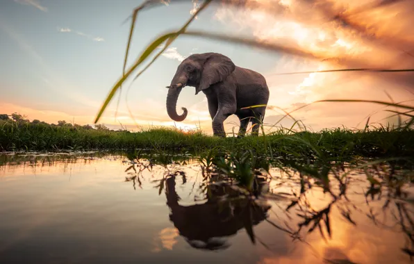 Grass, water, reflection, dawn, elephant, morning