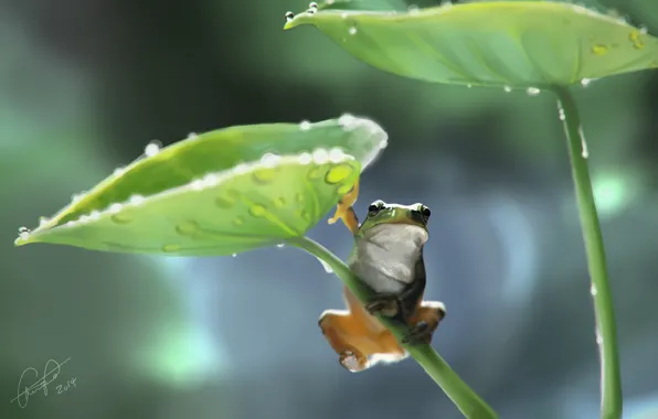 Picture leaves, drops, frog, art