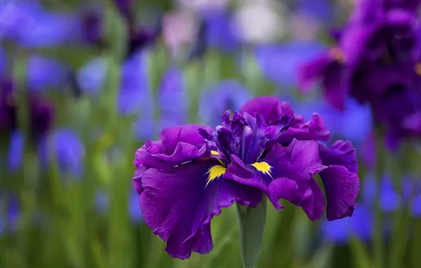 Picture petals, stem, meadow, iris